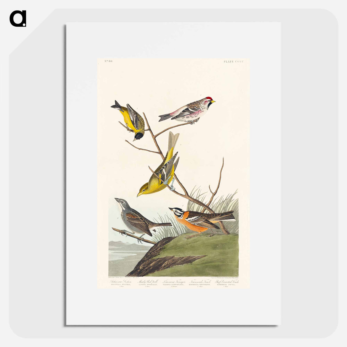アートポスター-Birds of America
- アメリカの鳥たち Poster.