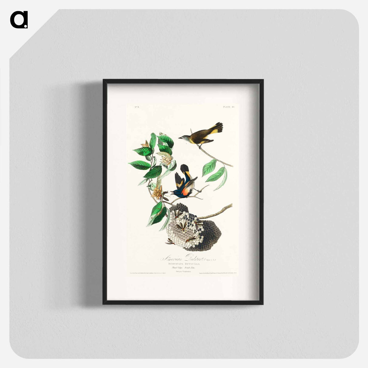 アートポスター-American Redstart
- ジョン ジェームス オーデュボン Poster.