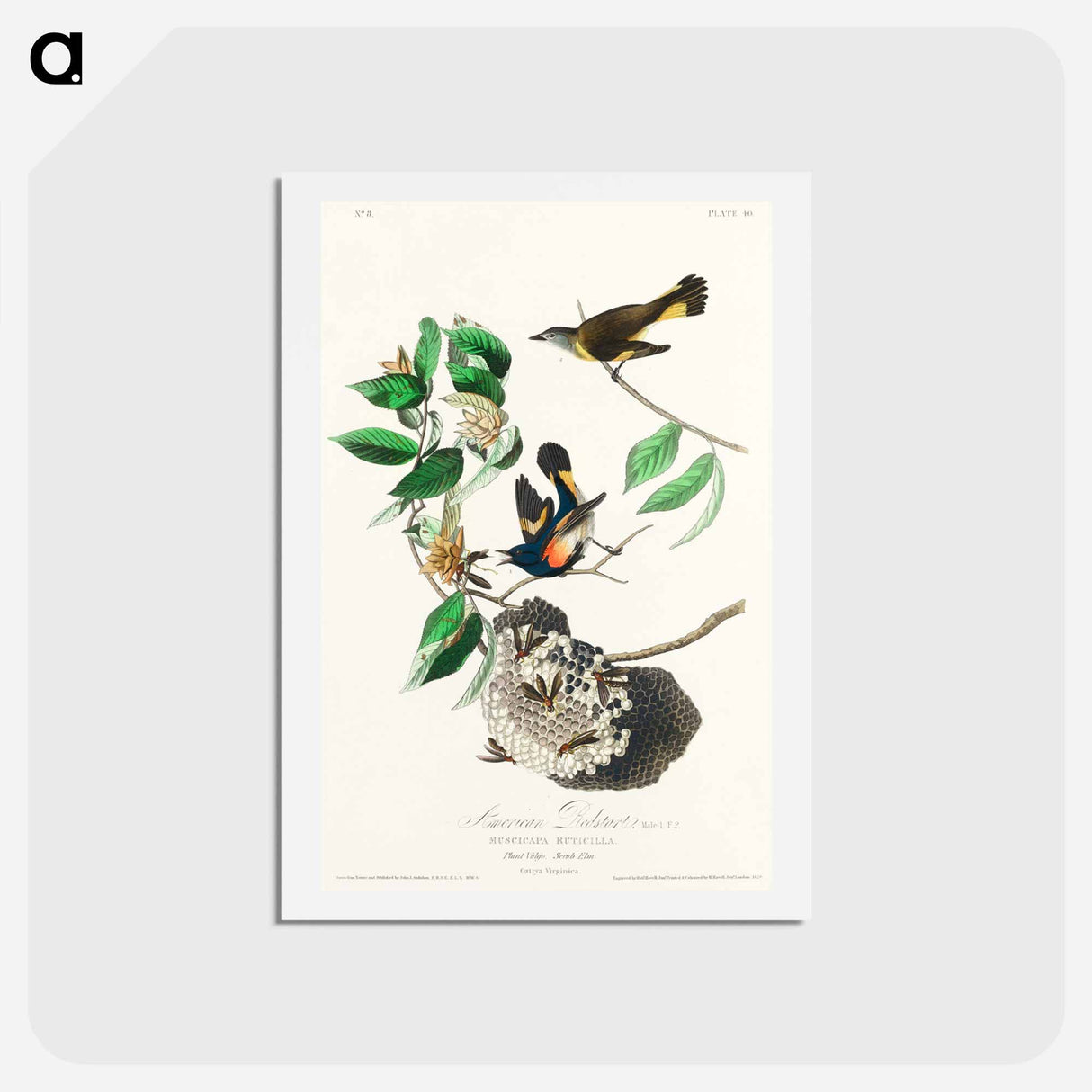 アートポストカード-American Redstart
- ジョン ジェームス オーデュボン Postcard.