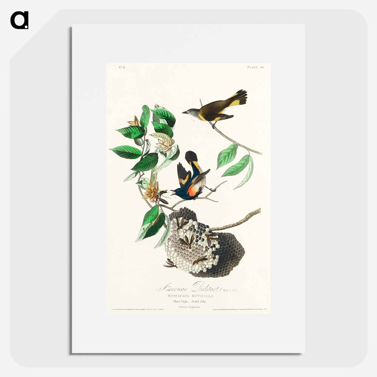 アートポスター-American Redstart
- ジョン ジェームス オーデュボン Poster.