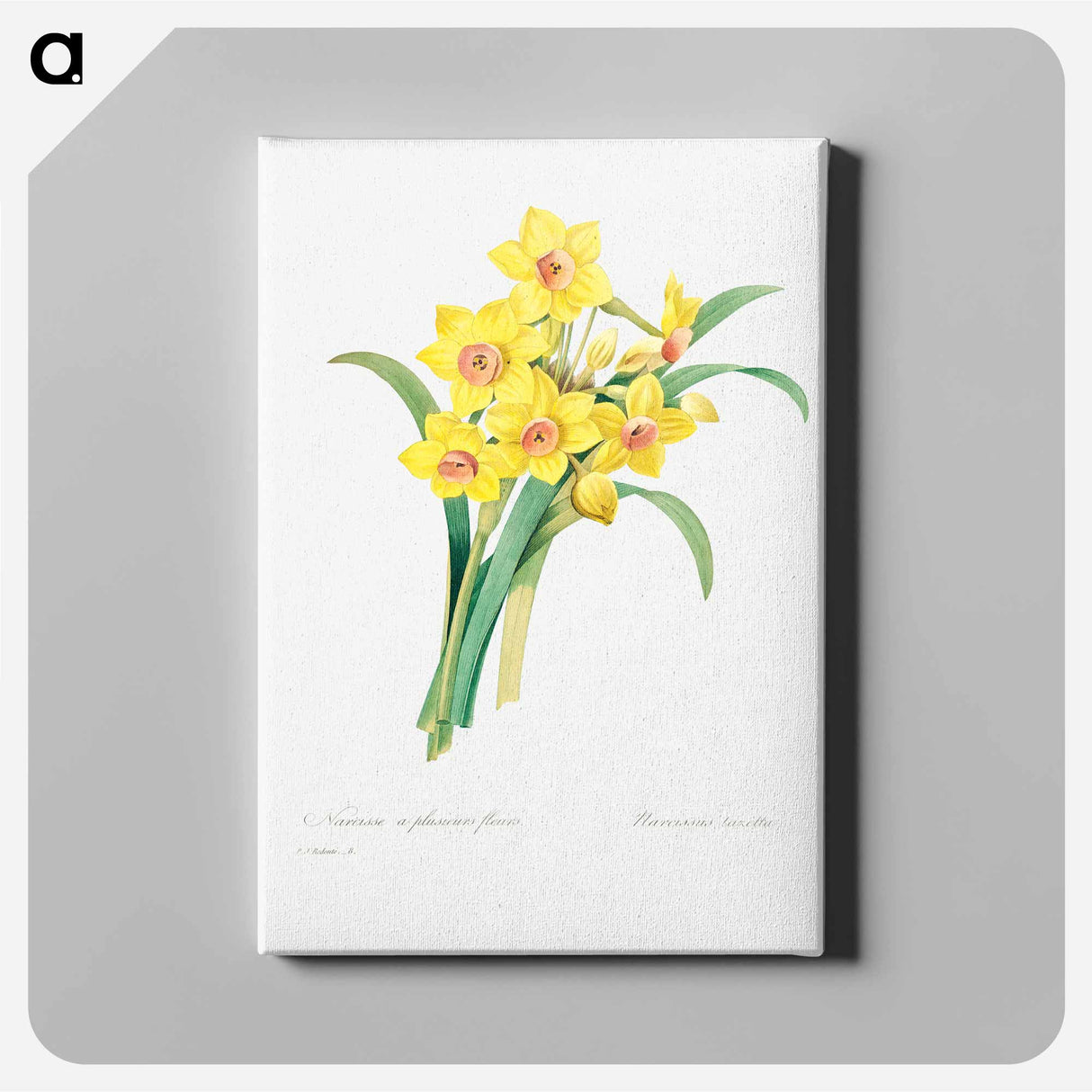 Chinese sacred lily - Pierre Joseph Redouté Canvas.