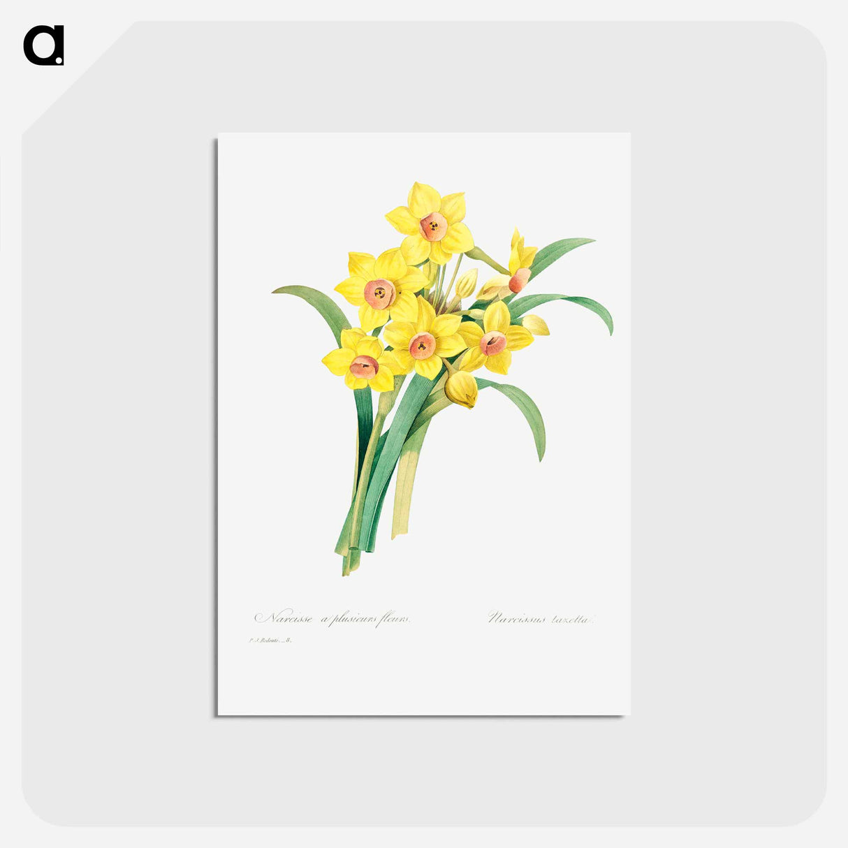 アートポストカード-Chinese sacred lily - ピエール ジョゼフ ルドゥーテ Postcard.