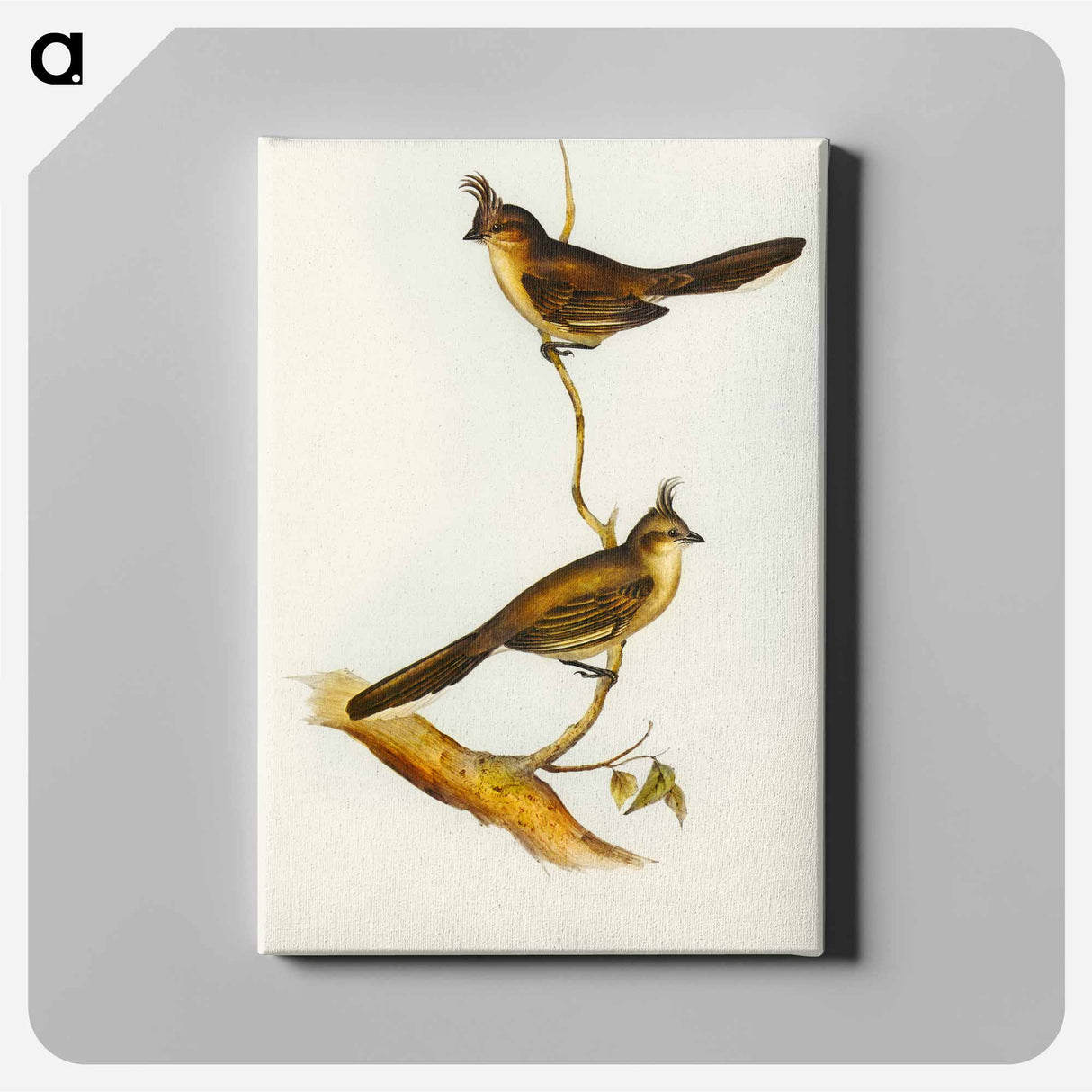 Crested Wedge-bill
- オーストラリアの鳥 Canvas.