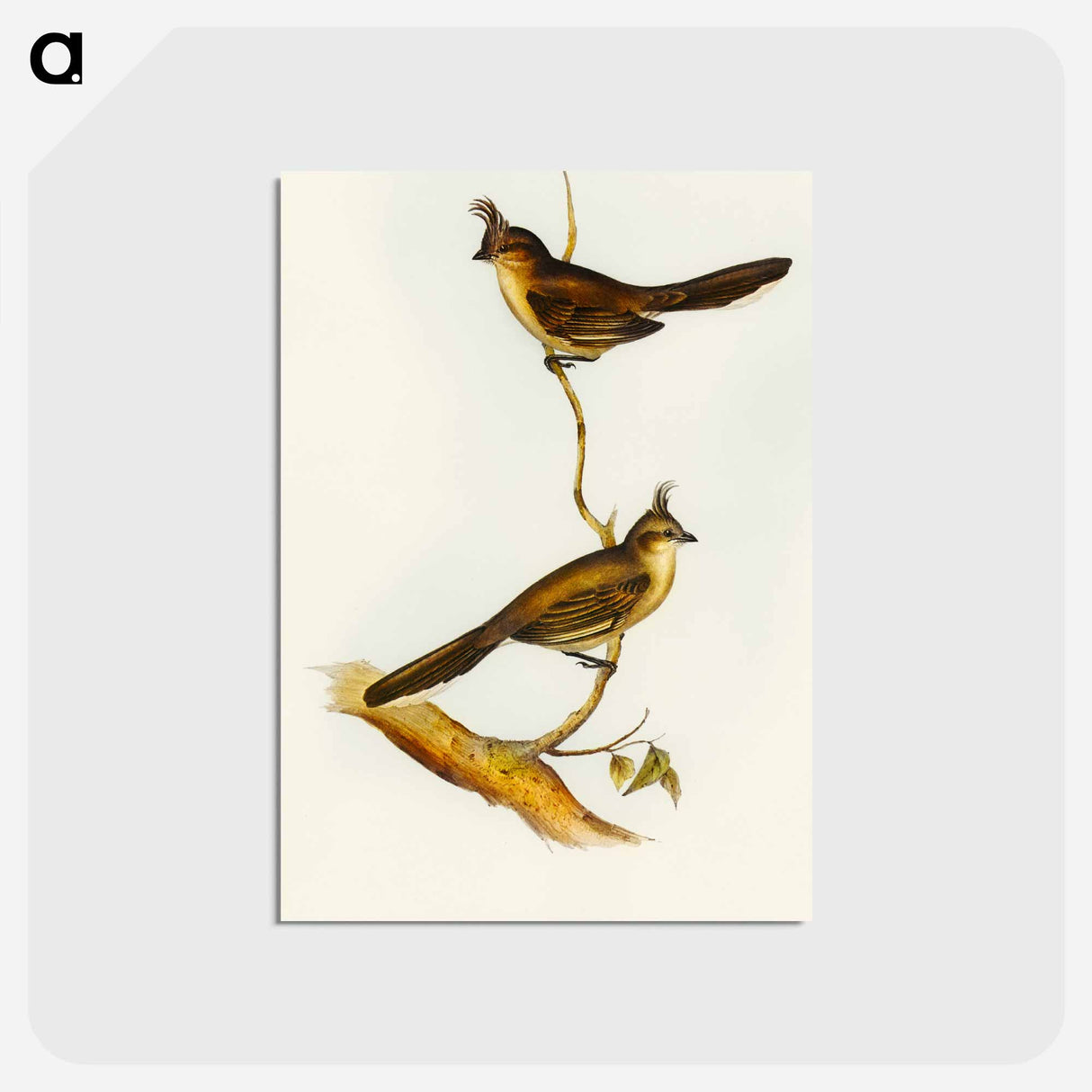 アートポストカード-Crested Wedge-bill
- オーストラリアの鳥 Postcard.