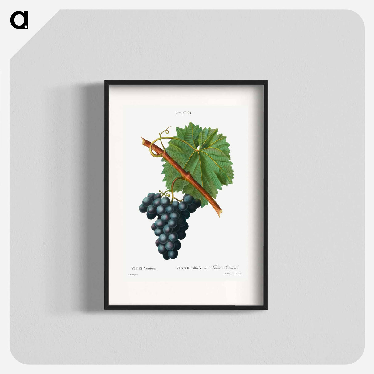 Grape vine, Vitis vinifera - Pierre-Joseph Redouté Poster.