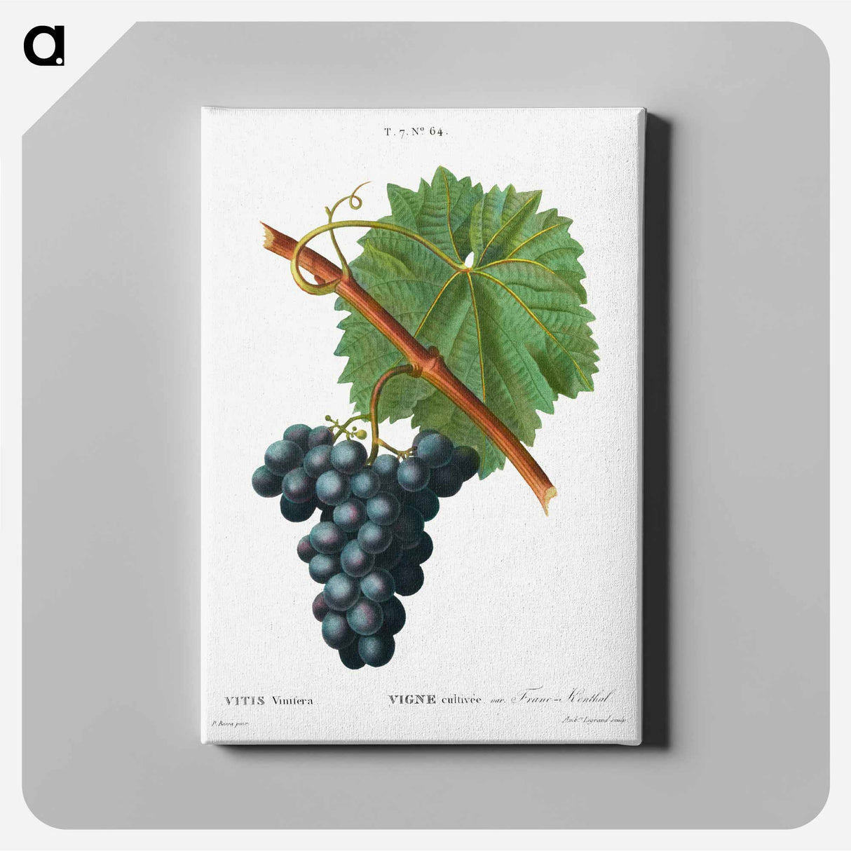 Grape vine, Vitis vinifera - Pierre-Joseph Redouté Canvas.