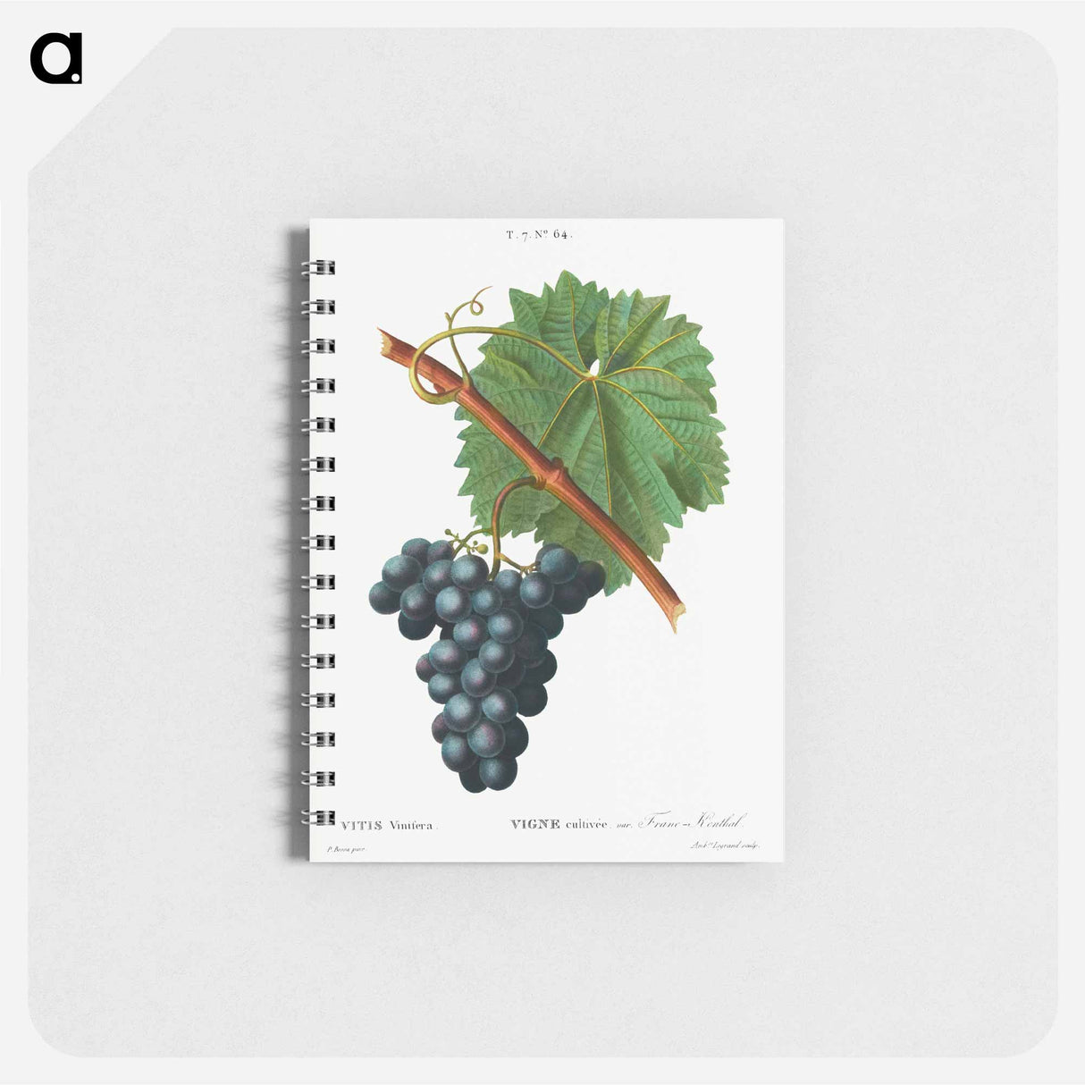Grape vine, Vitis vinifera - ピエール ジョゼフ ルドゥーテ Memo.