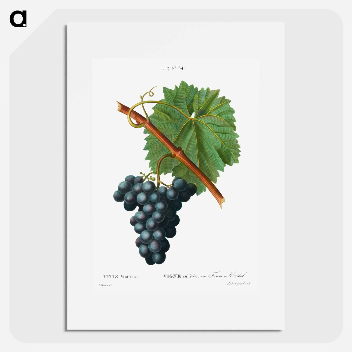 Grape vine, Vitis vinifera - Pierre-Joseph Redouté Poster.