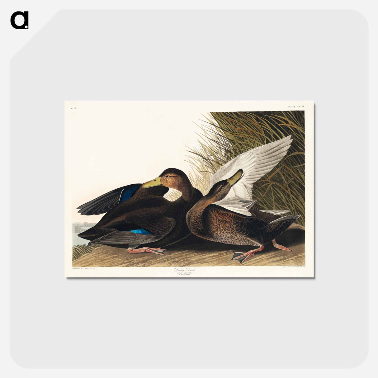 アートポストカード-Dusky Duck from Birds of America
- アメリカの鳥たち Postcard.
