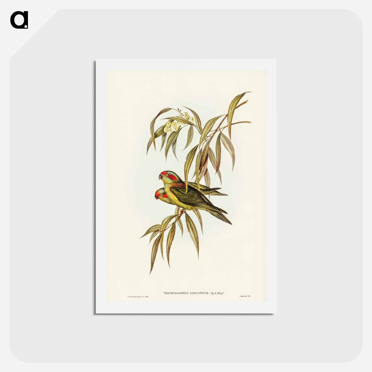 アートポストカード-Musky Lorikeet
- ジョン グールド Postcard.