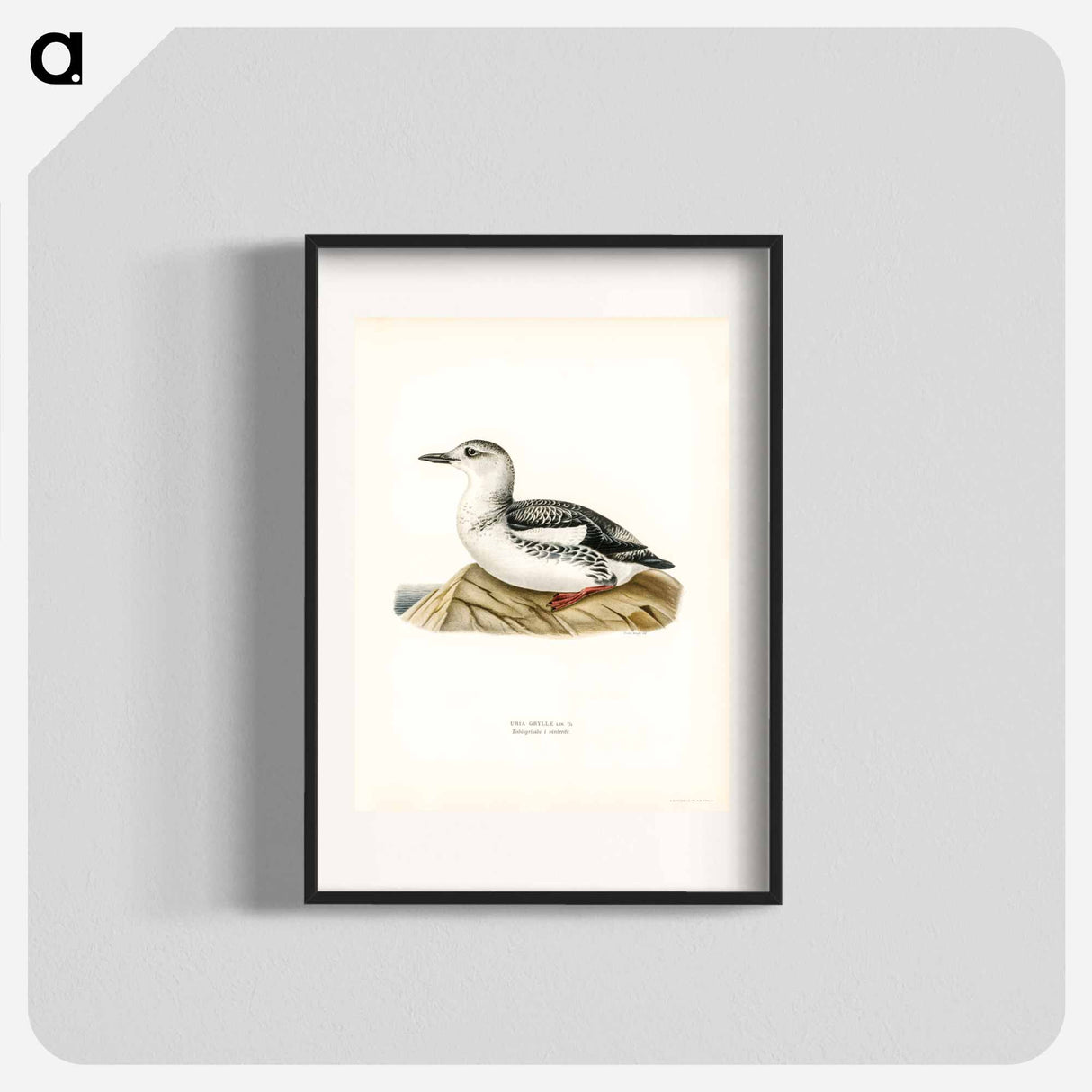 アートポスター-Black Guillemot
- スヴェンスカ フォグラル Poster.