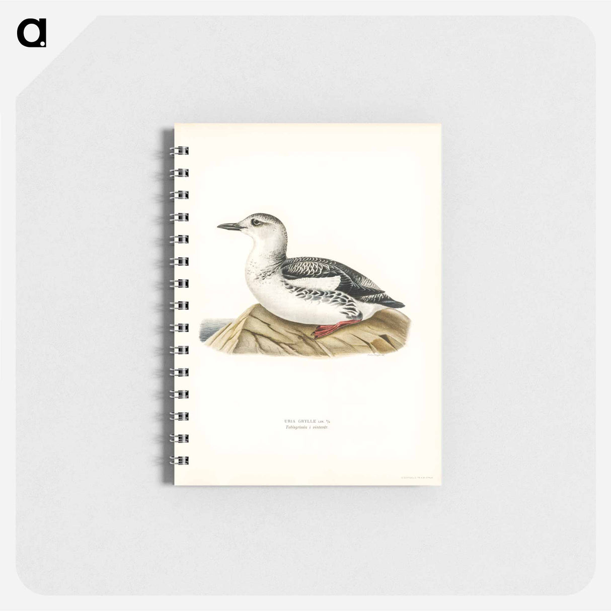 アートメモ帳-Black Guillemot
- スヴェンスカ フォグラル Memo.