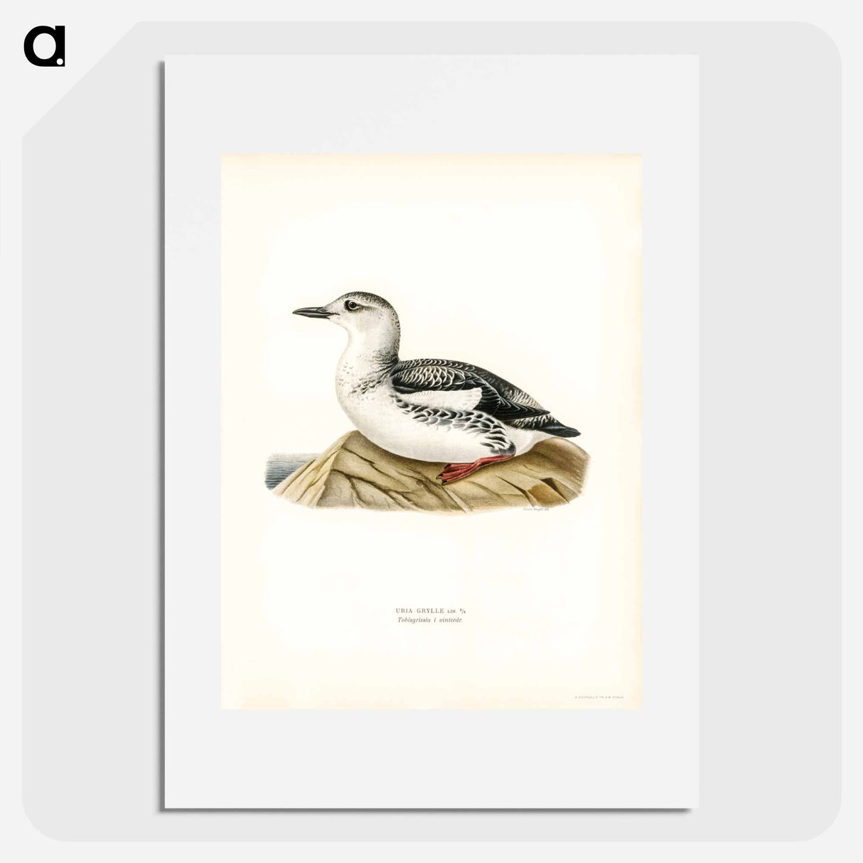 アートポスター-Black Guillemot
- スヴェンスカ フォグラル Poster.