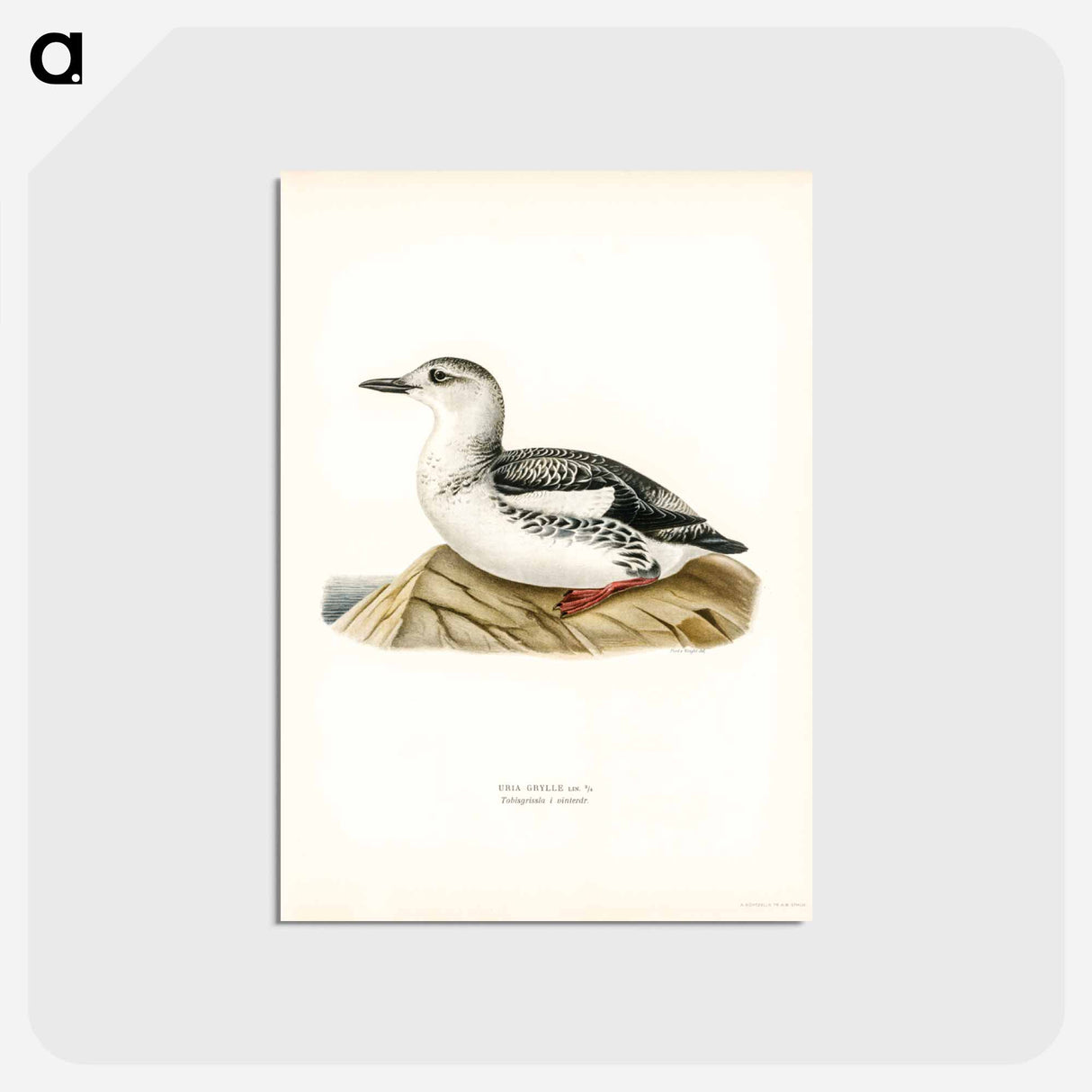 アートポストカード-Black Guillemot
- スヴェンスカ フォグラル Postcard.