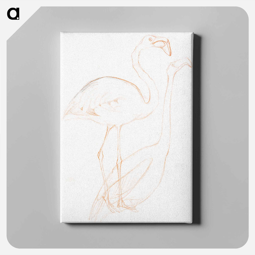 Twee studies van een flamingo - Theo van Hoytema Canvas.