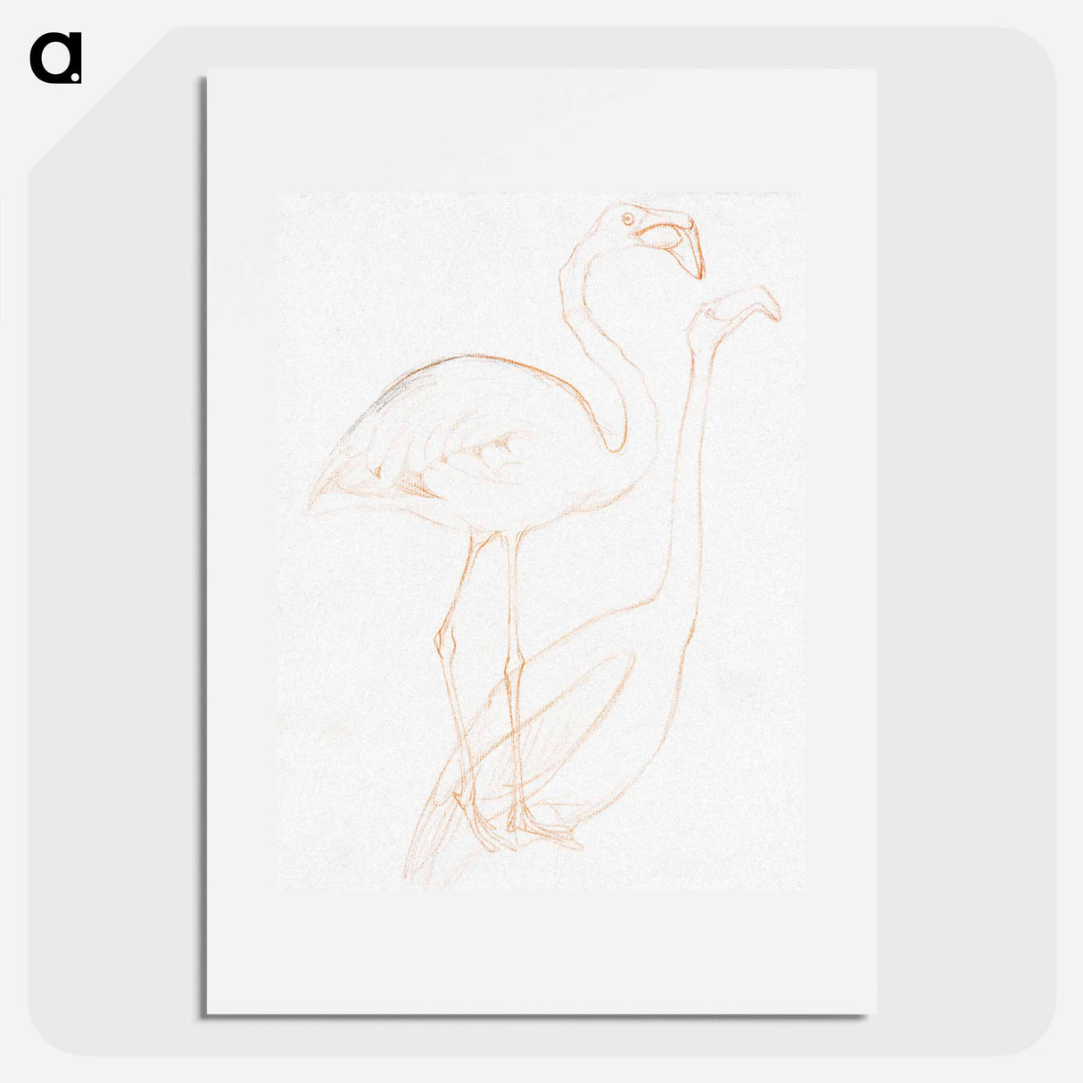 Twee studies of a flamingo - Theo van Hoytema Poster.