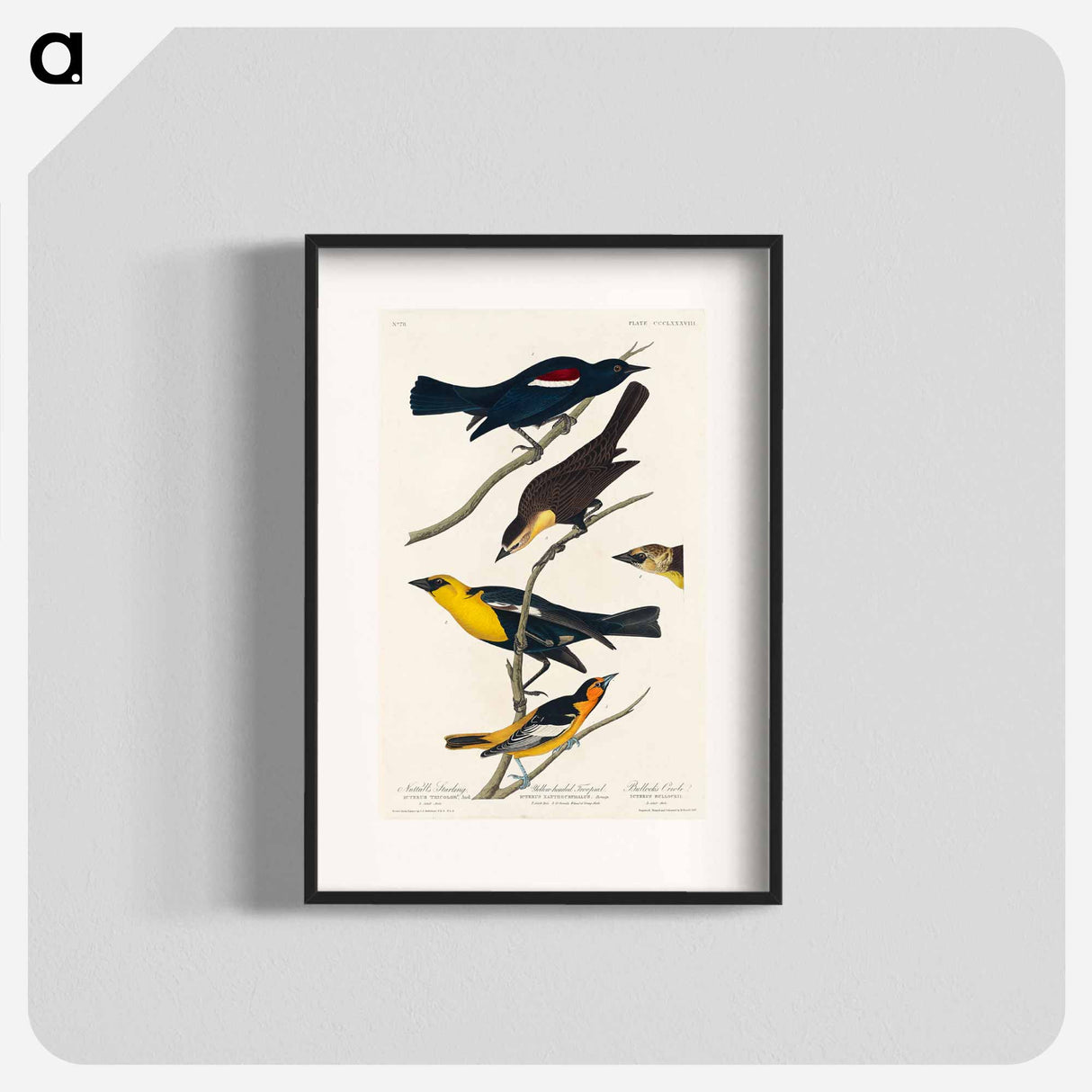 アートポスター-Birds of America
- ジョン ジェームス オーデュボン Poster.