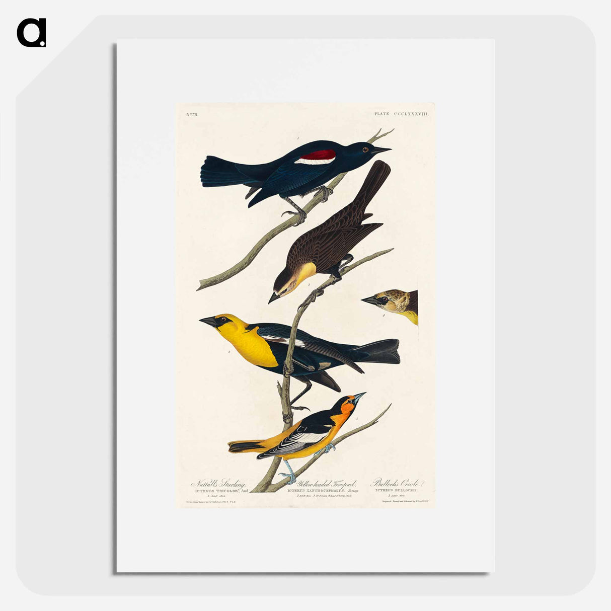 アートポスター-Birds of America
- ジョン ジェームス オーデュボン Poster.