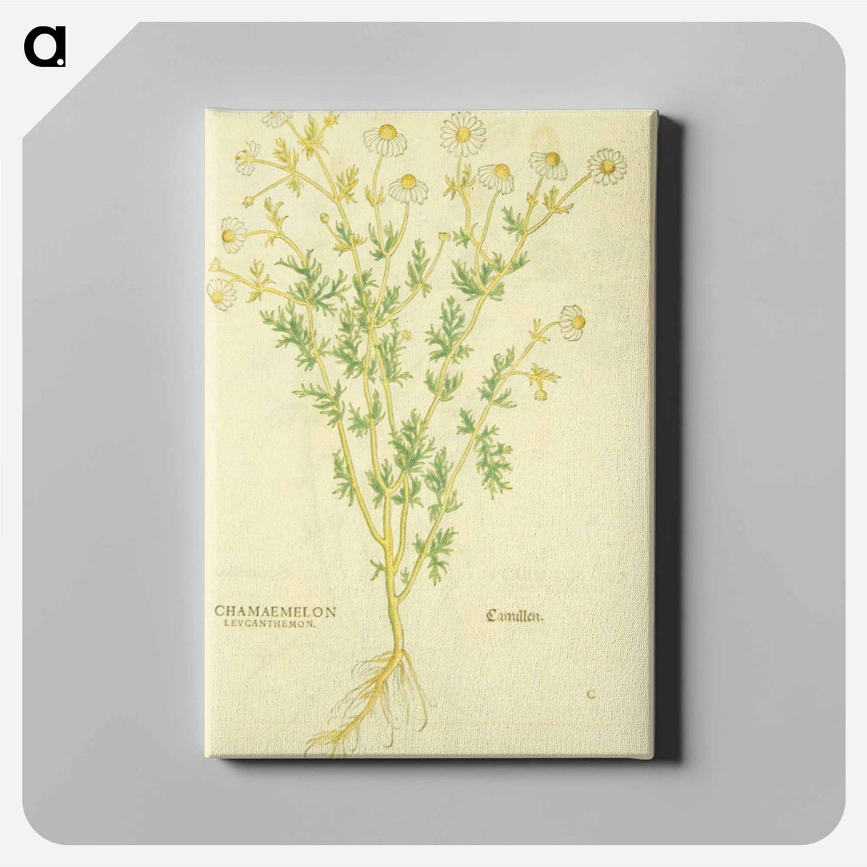 アートパネル-Chamaemelon leucanthemon, Camillen: Chamomile Plant
- 国立医学図書館 Canvas.