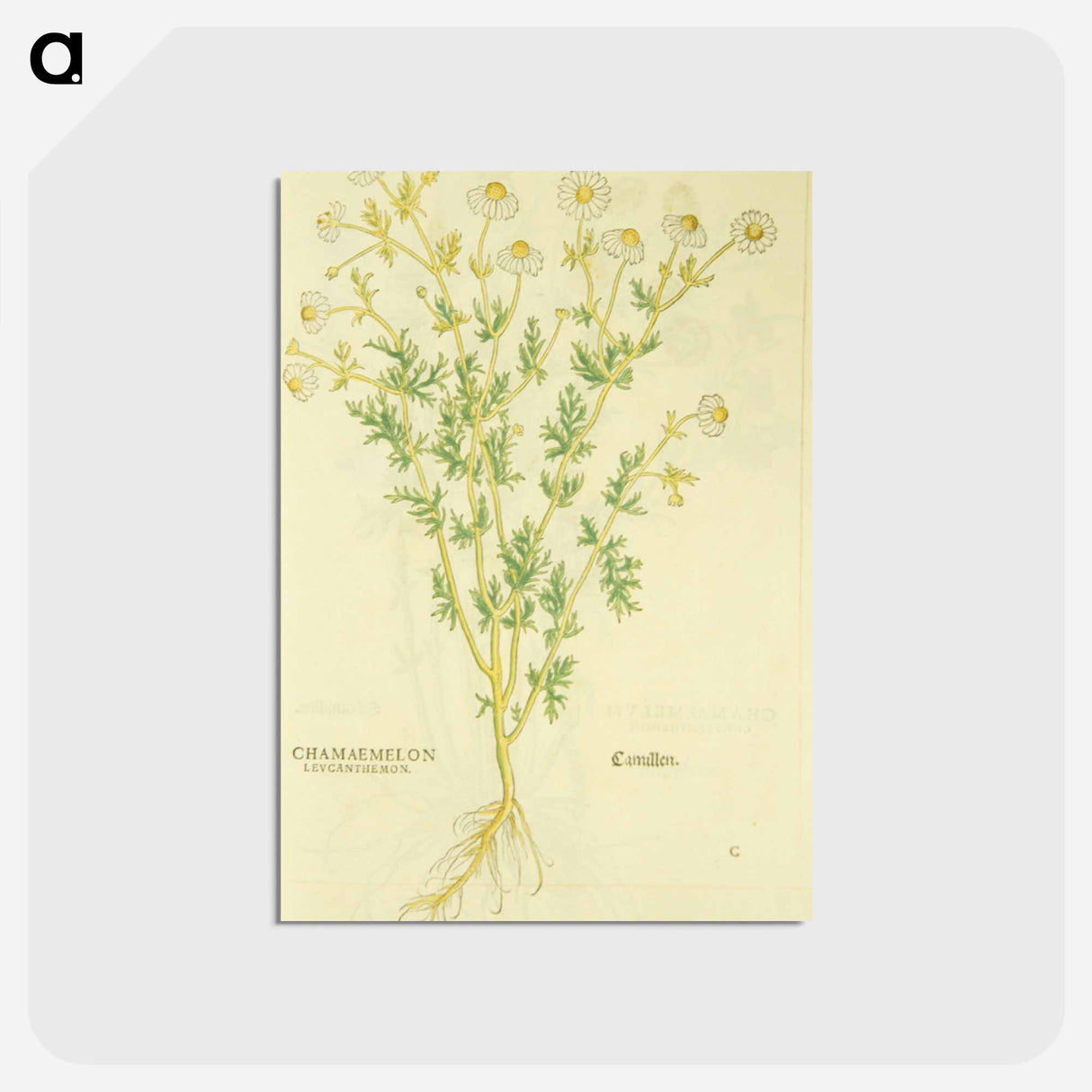 アートポストカード-Chamaemelon leucanthemon, Camillen: Chamomile Plant
- 国立医学図書館 Postcard.