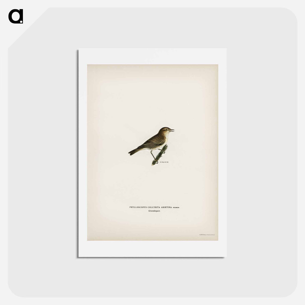 アートポストカード-Common Chiffchaff
- スヴェンスカ フォグラル Postcard.