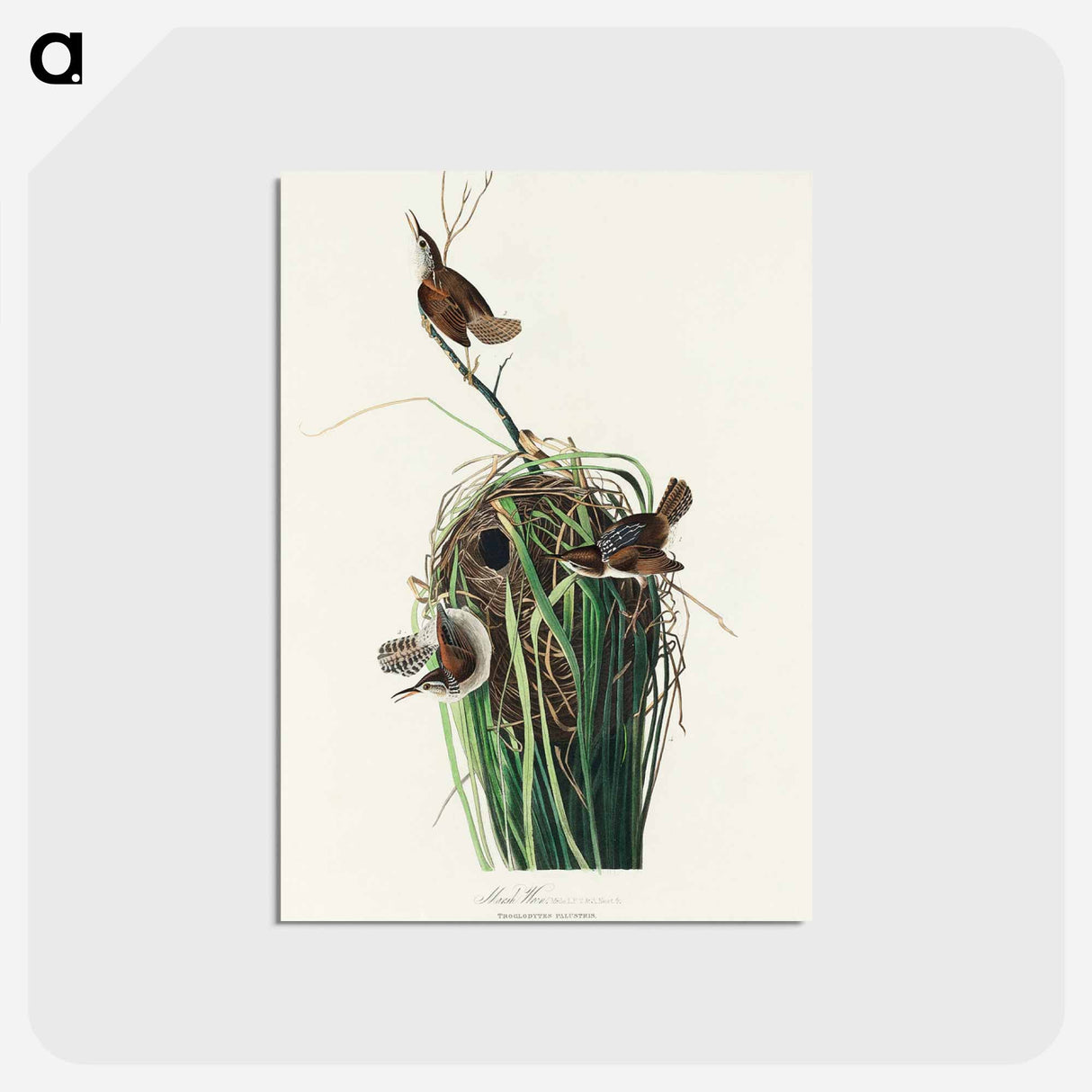 アートポストカード-Marsh Wren from Birds of America
- アメリカの鳥たち Postcard.