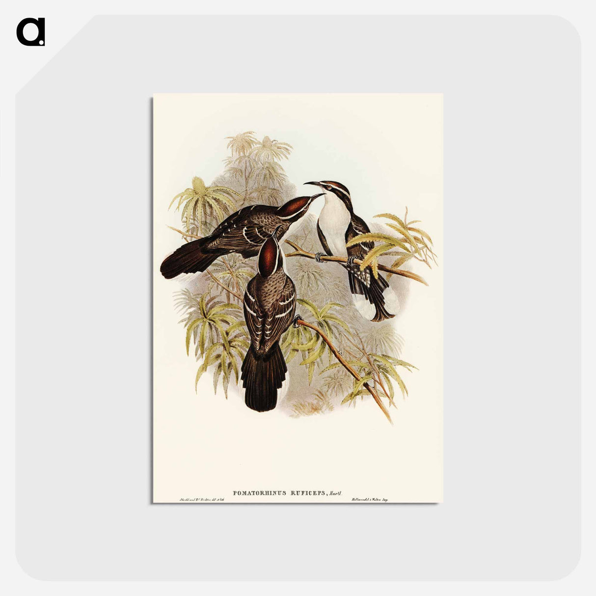 アートポストカード-Chestnut-crowned Pomatorhinus
- オーストラリアの鳥 Postcard.