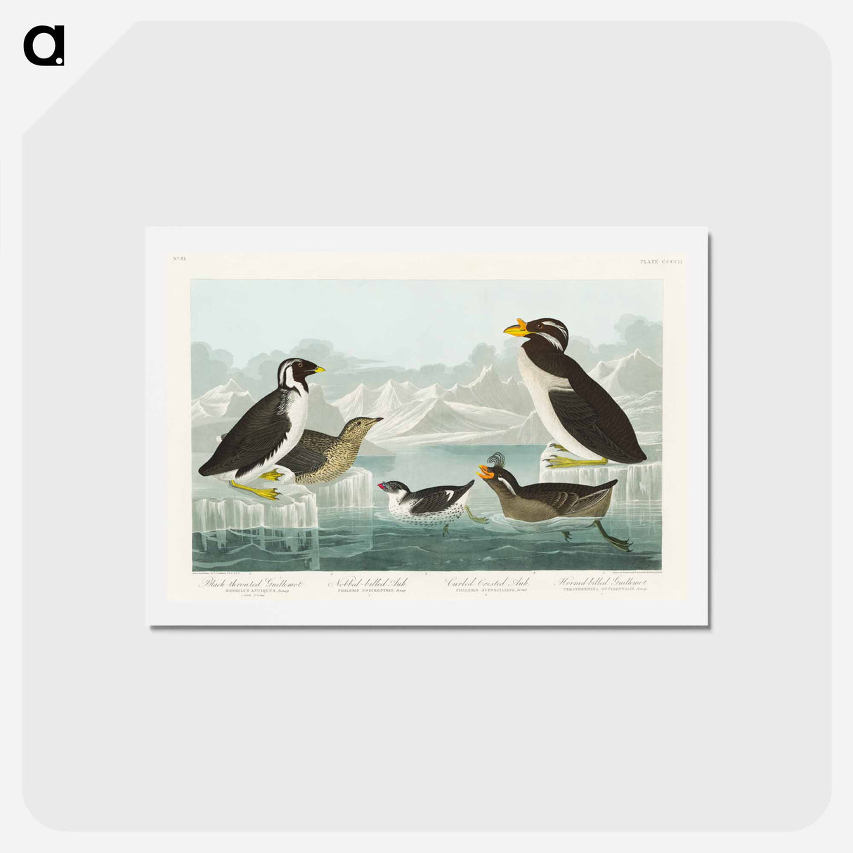 アートポストカード-Birds of America
- ジョン ジェームス オーデュボン Postcard.
