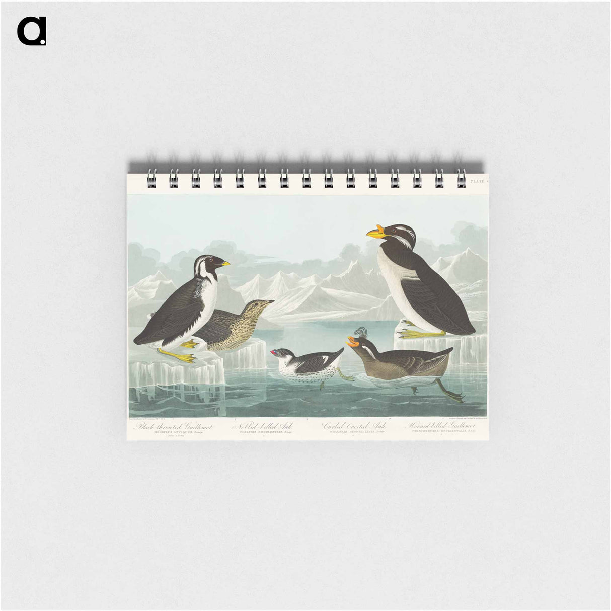 アートメモ帳-Birds of America
- ジョン ジェームス オーデュボン Memo.
