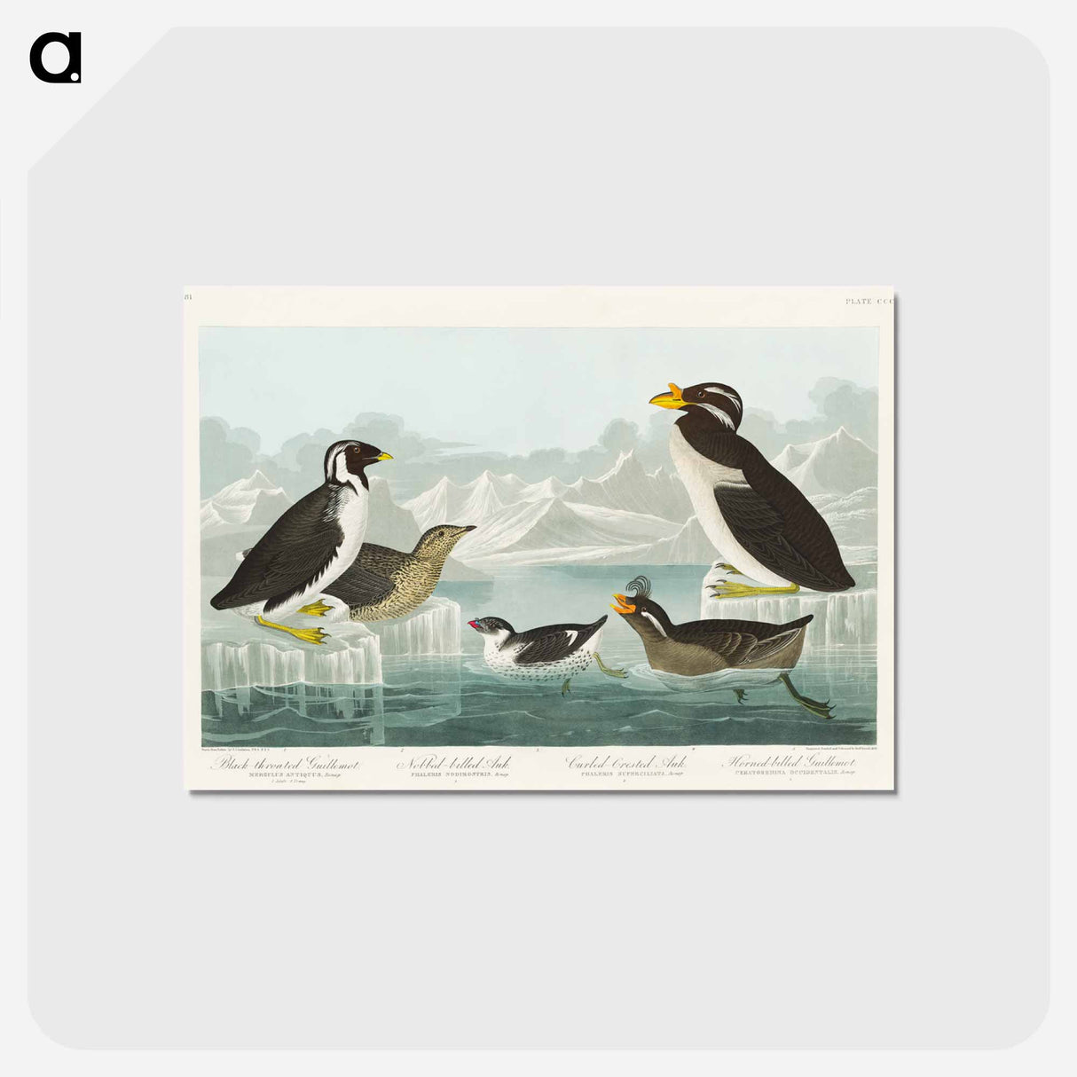 アートポストカード-Birds of America
- ジョン ジェームス オーデュボン Postcard.