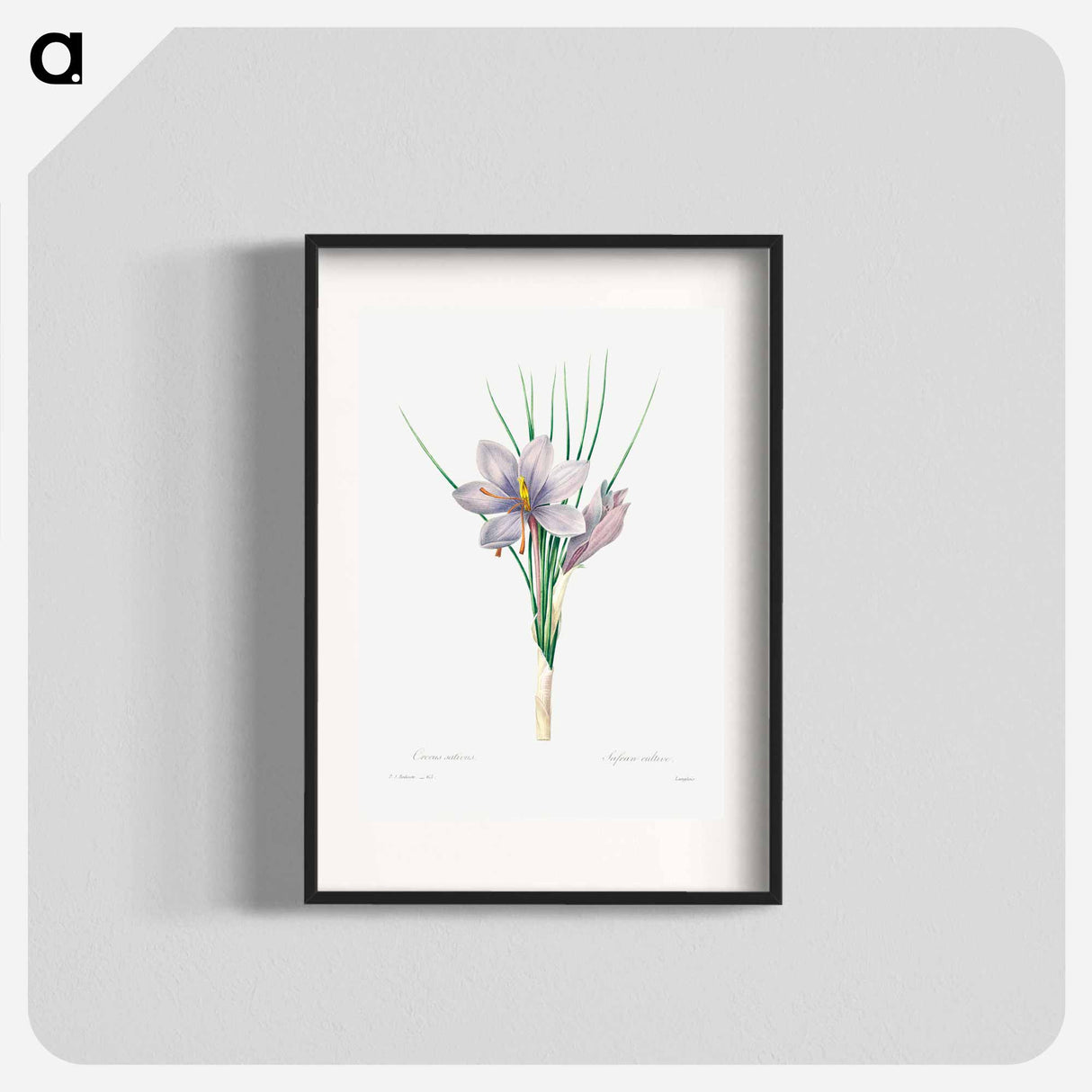Autumn crocus - Pierre Joseph Redouté Poster.
