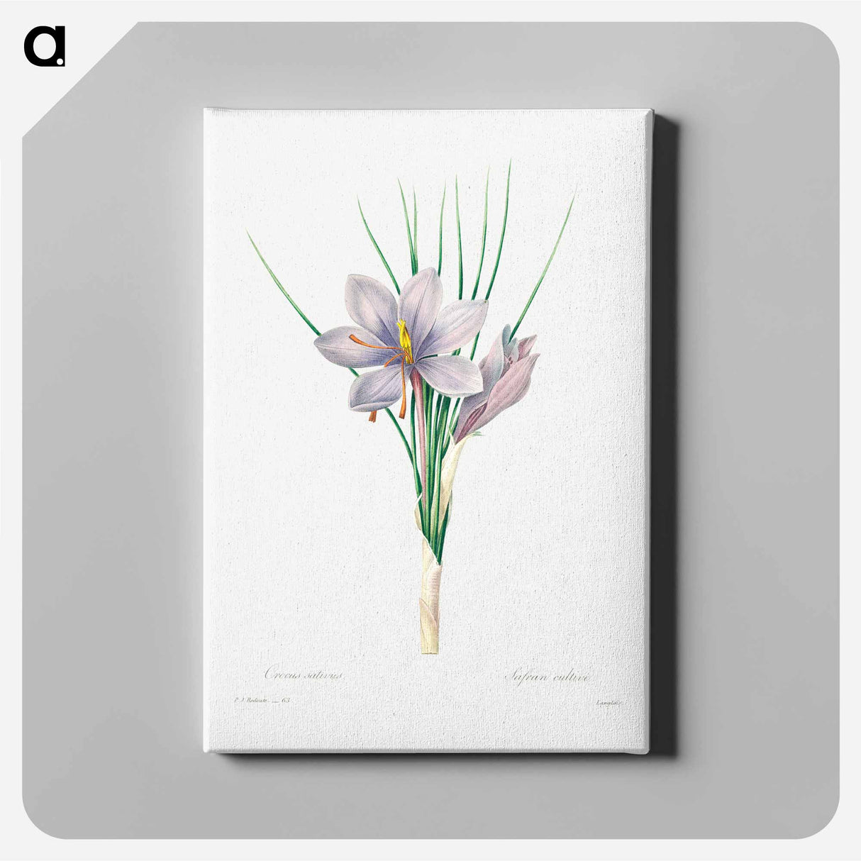 アートパネル-Autumn crocus - ピエール ジョゼフ ルドゥーテ Canvas.
