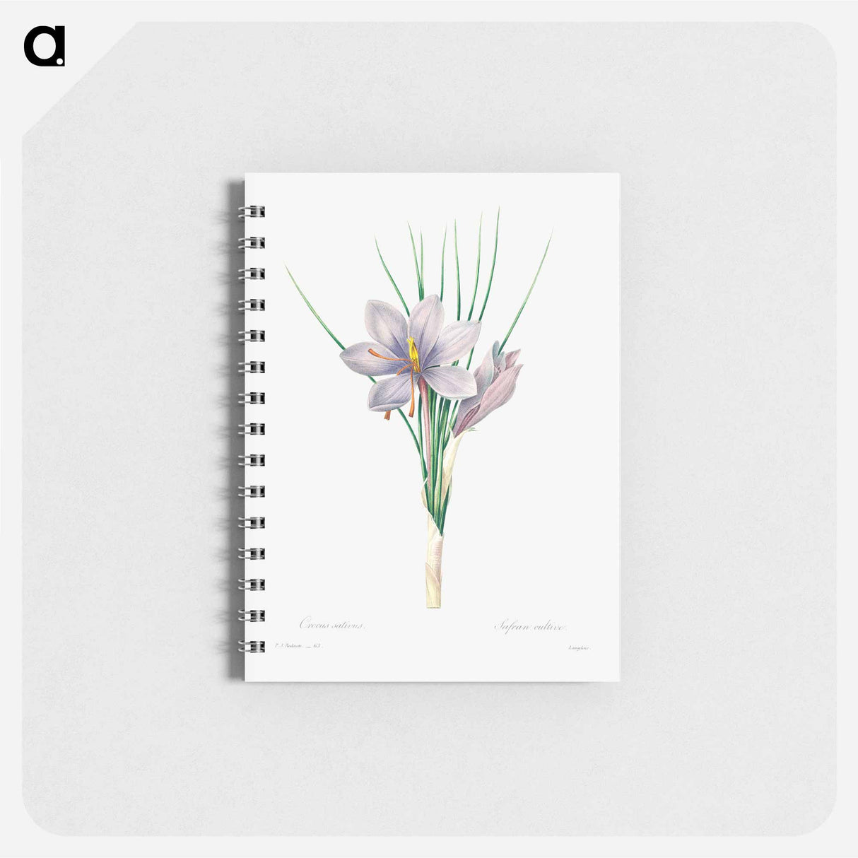 Autumn crocus - ピエール ジョゼフ ルドゥーテ Memo.