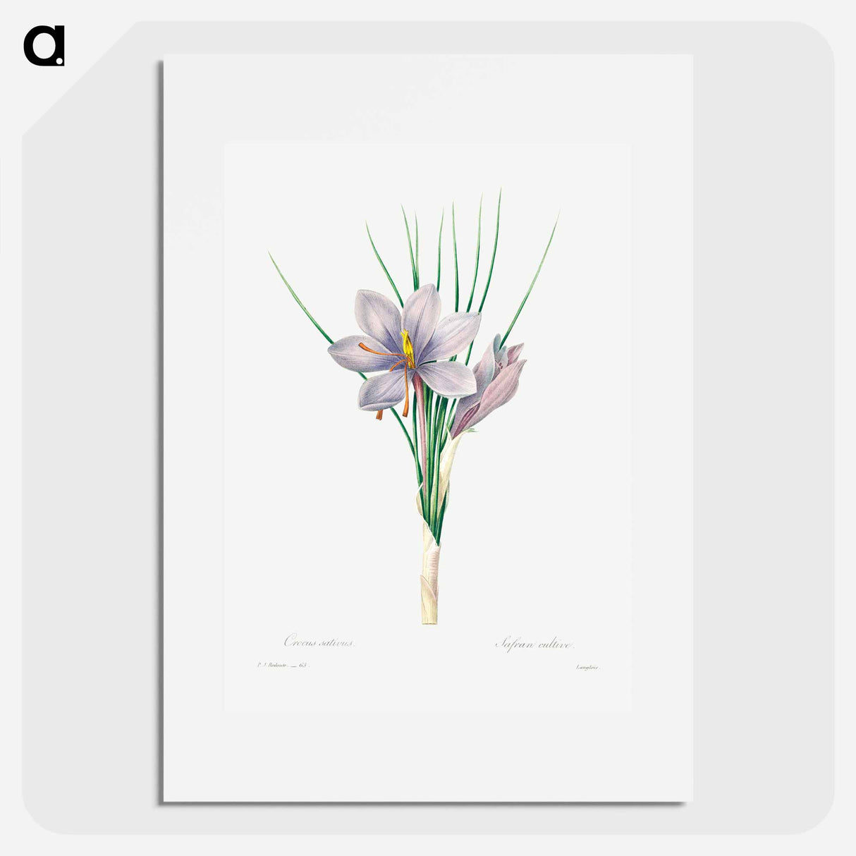 Autumn crocus - Pierre Joseph Redouté Poster.