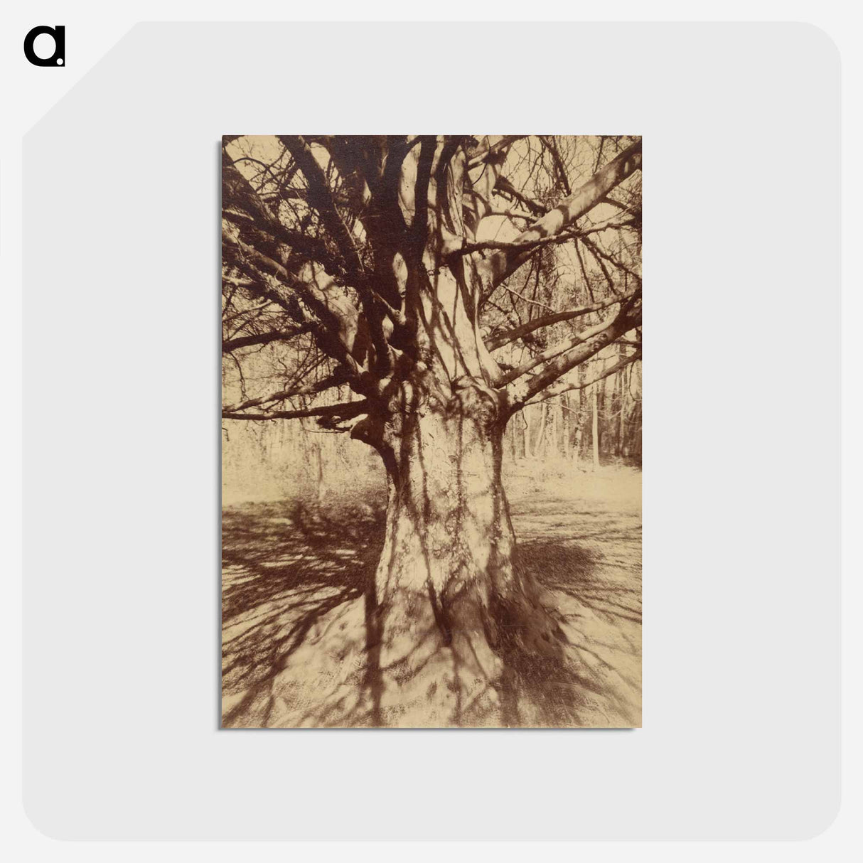 アートポストカード-Arbre (Garche) Hêtre
- ウジェーヌ アジェ Postcard.