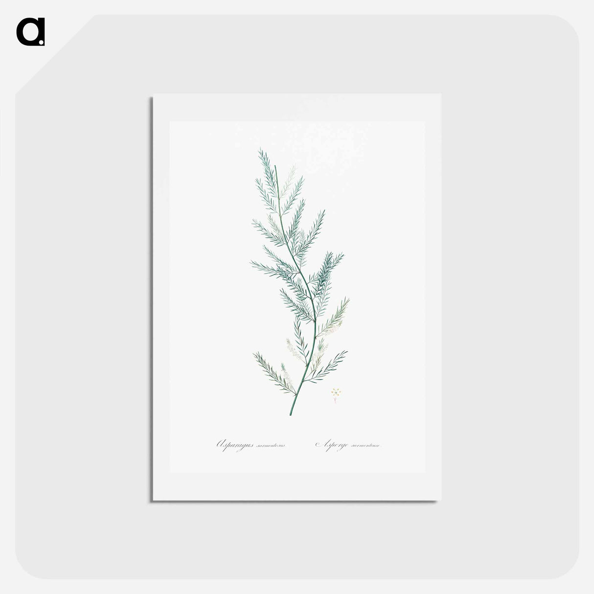 アートポストカード-Asparagus sarmentosus illustration - ピエール ジョゼフ ルドゥーテ Postcard.