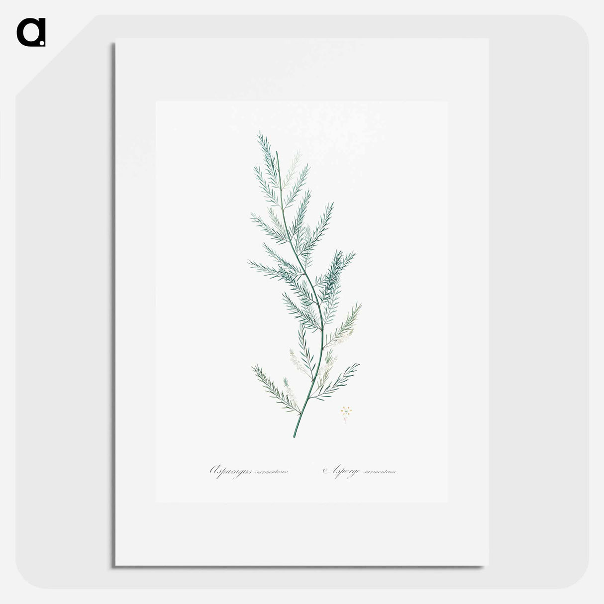Asparagus sarmentosus illustration - ピエール ジョゼフ ルドゥーテ Poster.