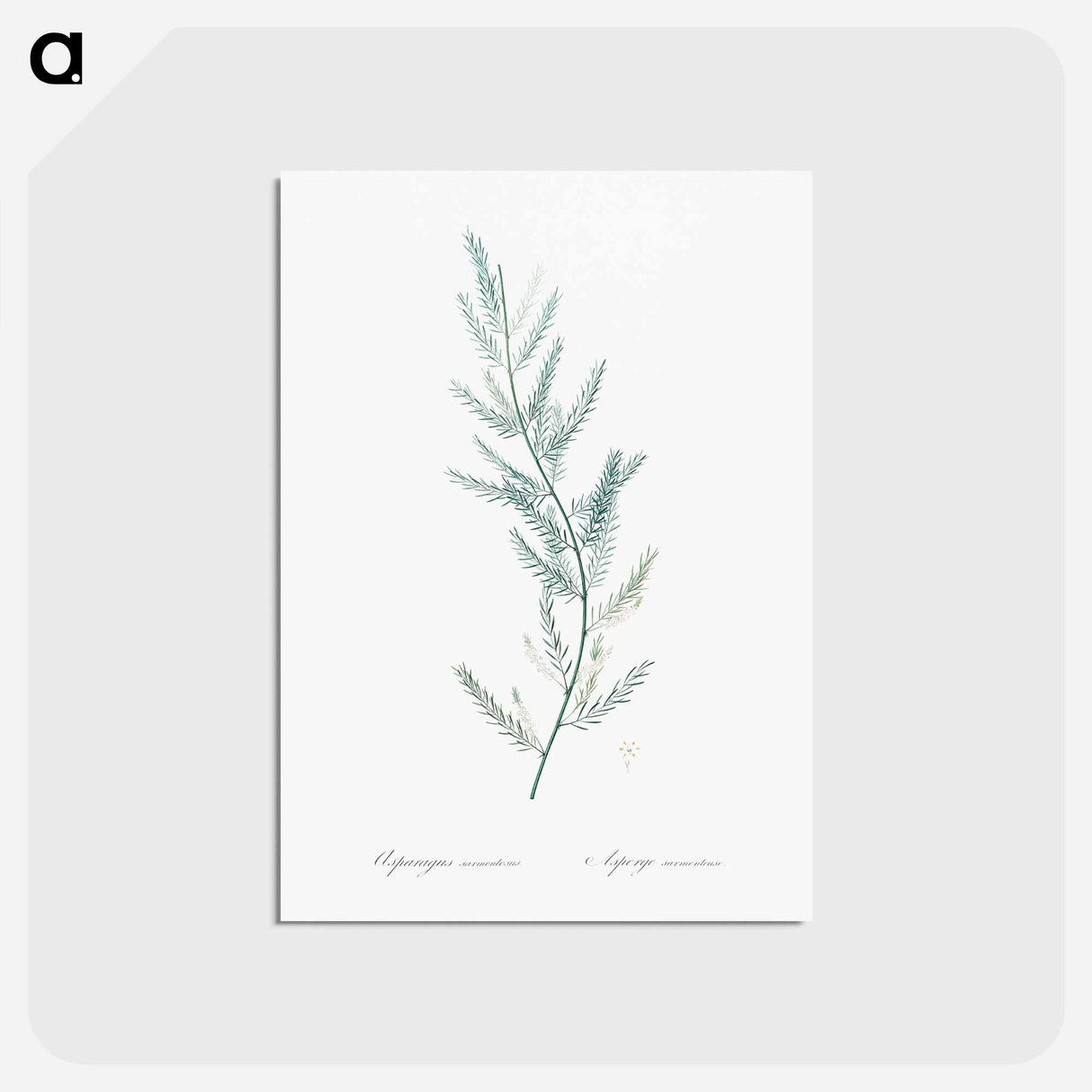 アートポストカード-Asparagus sarmentosus illustration - ピエール ジョゼフ ルドゥーテ Postcard.