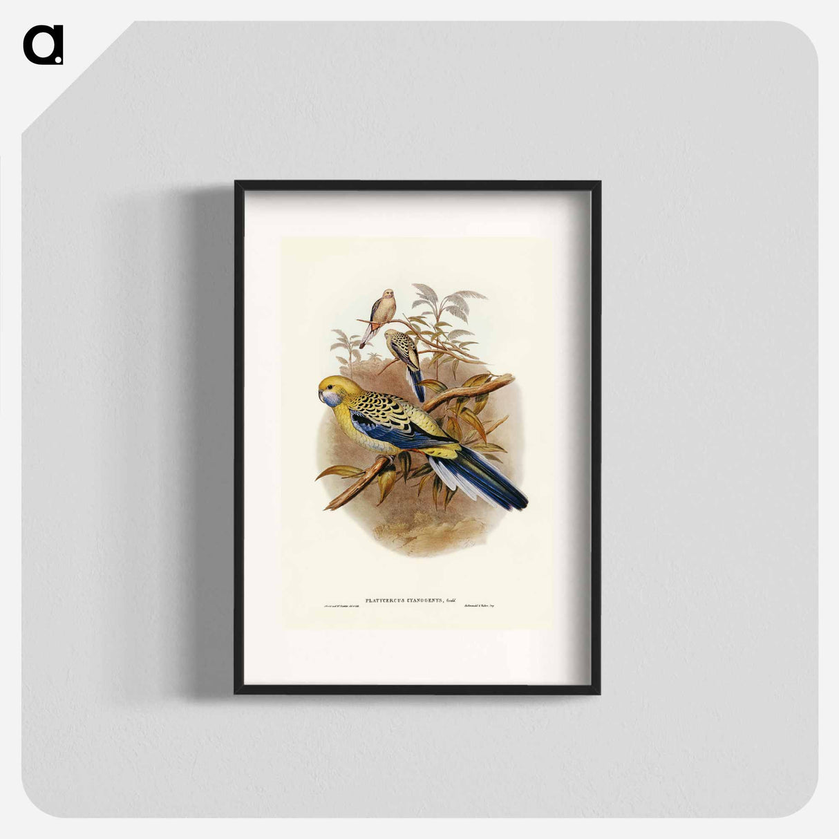 アートポスター-Blue-cheeked Parakeet
- ジョン グールド Poster.