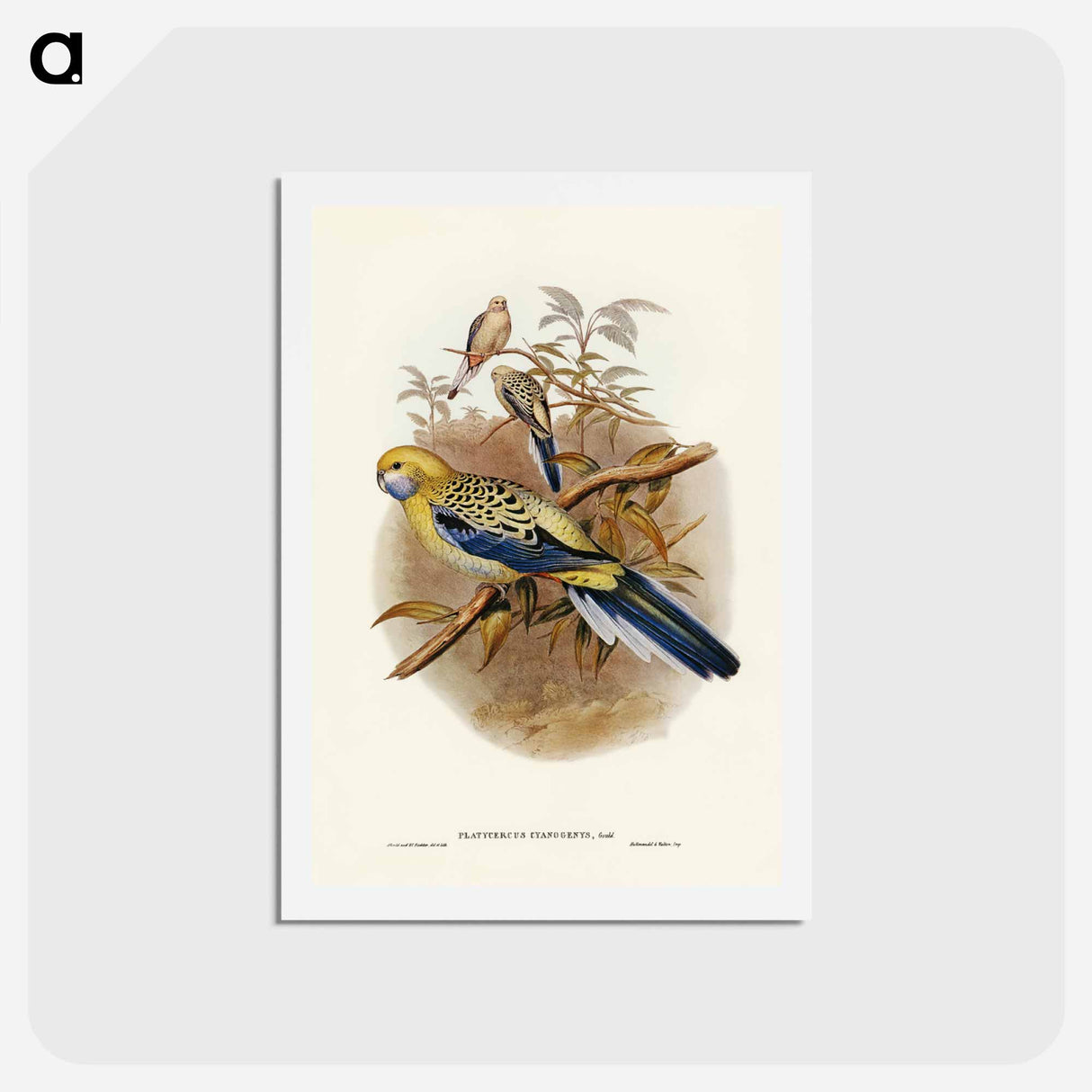 アートポストカード-Blue-cheeked Parakeet
- ジョン グールド Postcard.