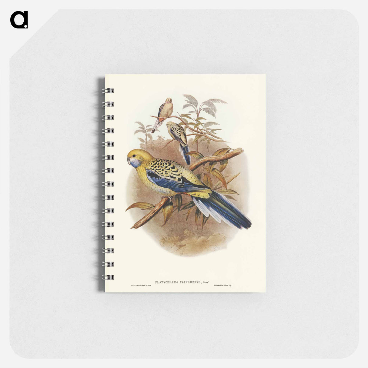 アートメモ帳-Blue-cheeked Parakeet
- ジョン グールド Memo.