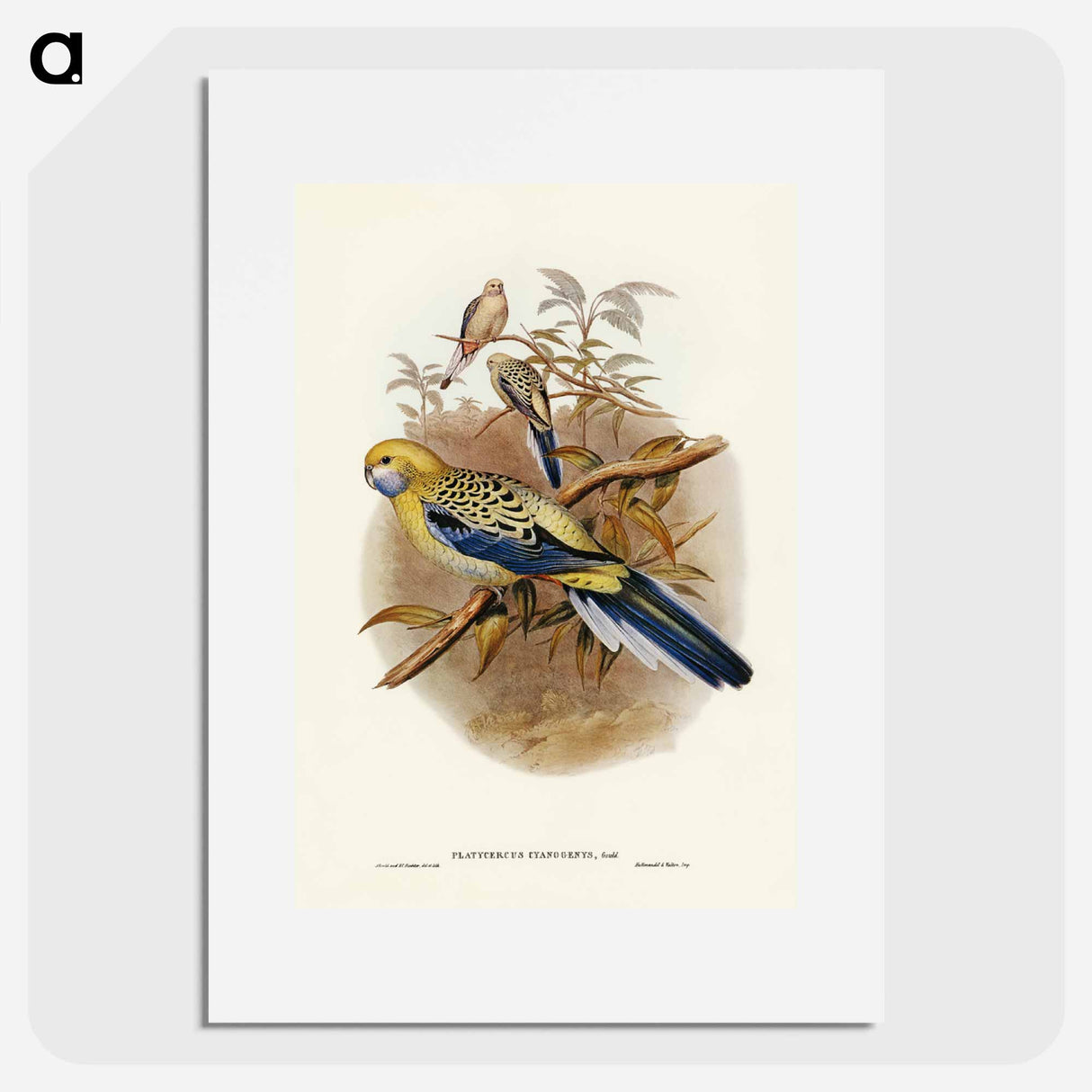 アートポスター-Blue-cheeked Parakeet
- ジョン グールド Poster.