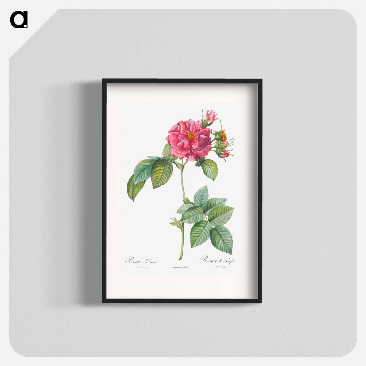 Rosa turbinata - Pierre Joseph Redouté Poster.