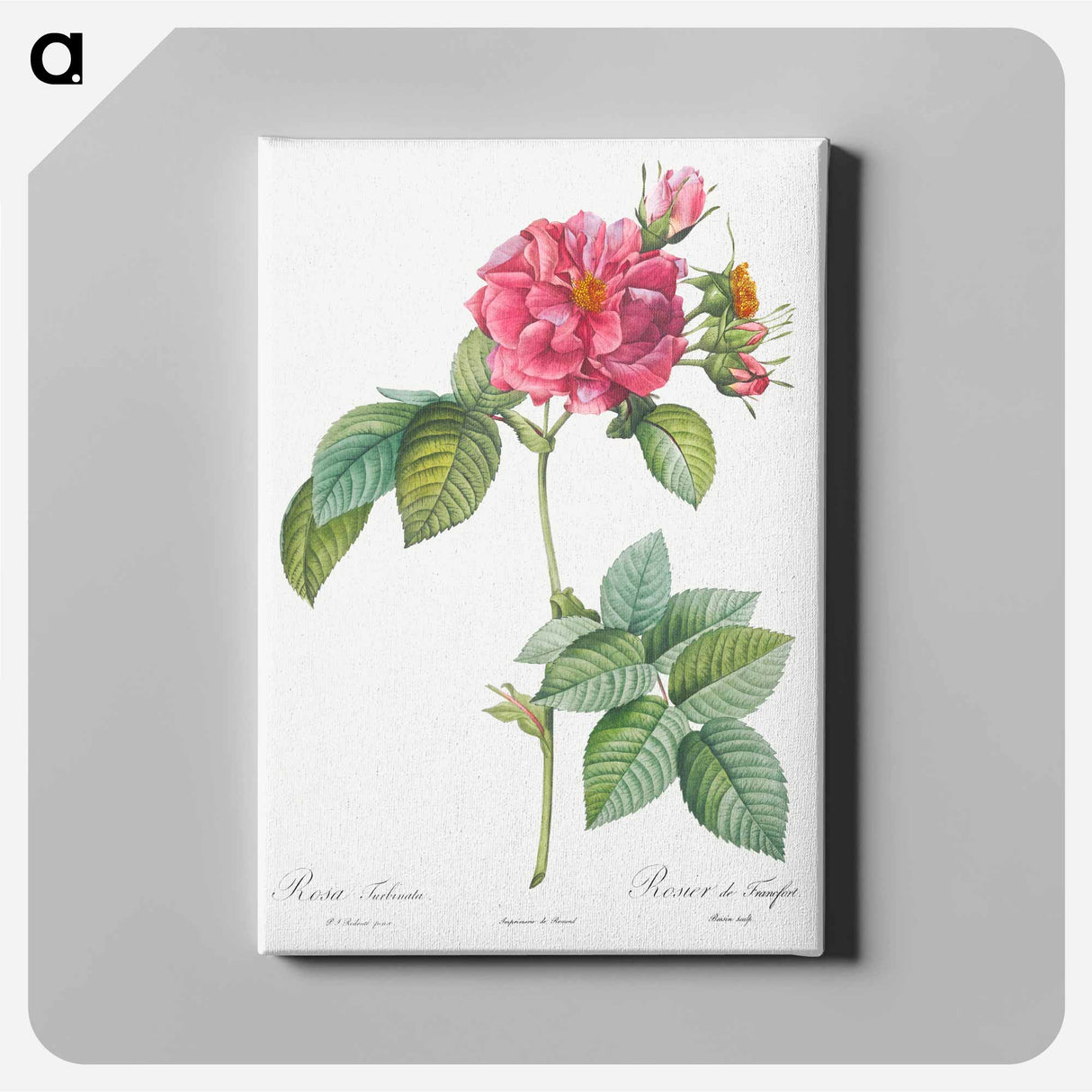 Rosa turbinata - Pierre-Joseph Redouté Canvas.