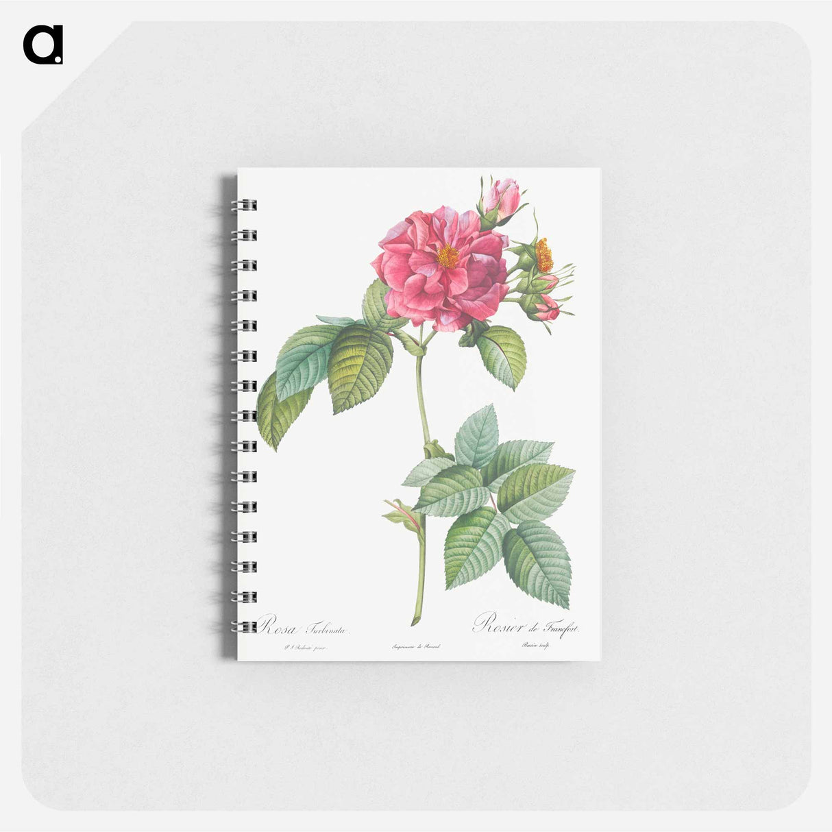 Rosa turbinata - ピエール ジョゼフ ルドゥーテ Memo.