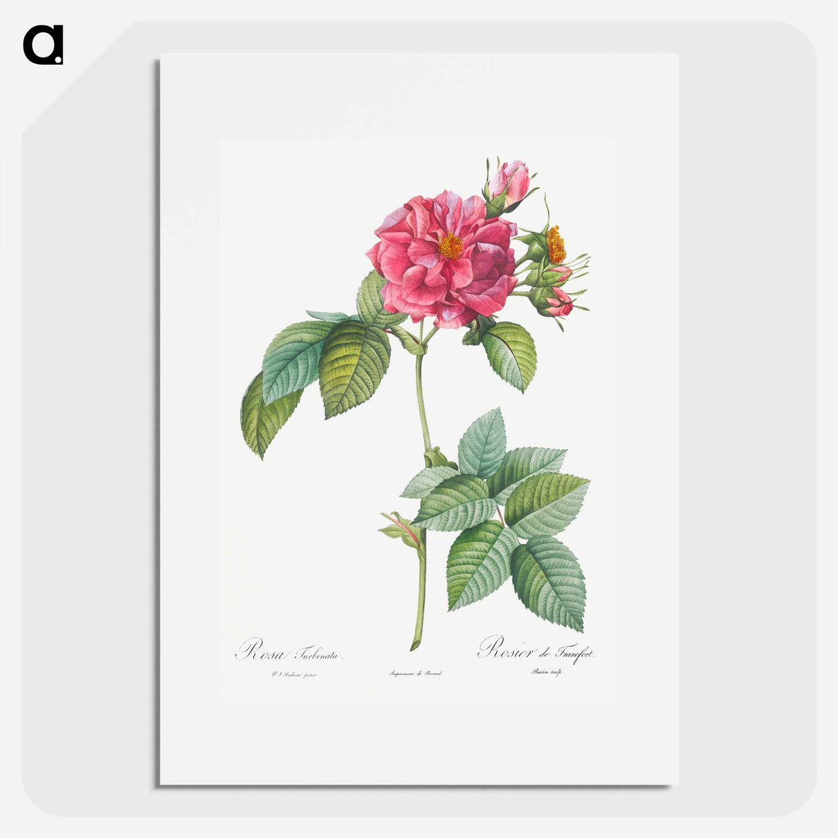 Rosa turbinata - Pierre Joseph Redouté Poster.