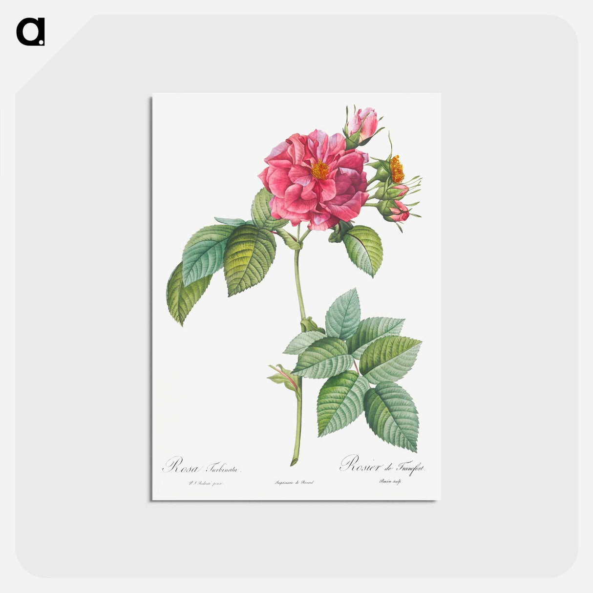 アートポストカード-Rosa turbinata - ピエール ジョゼフ ルドゥーテ Postcard.