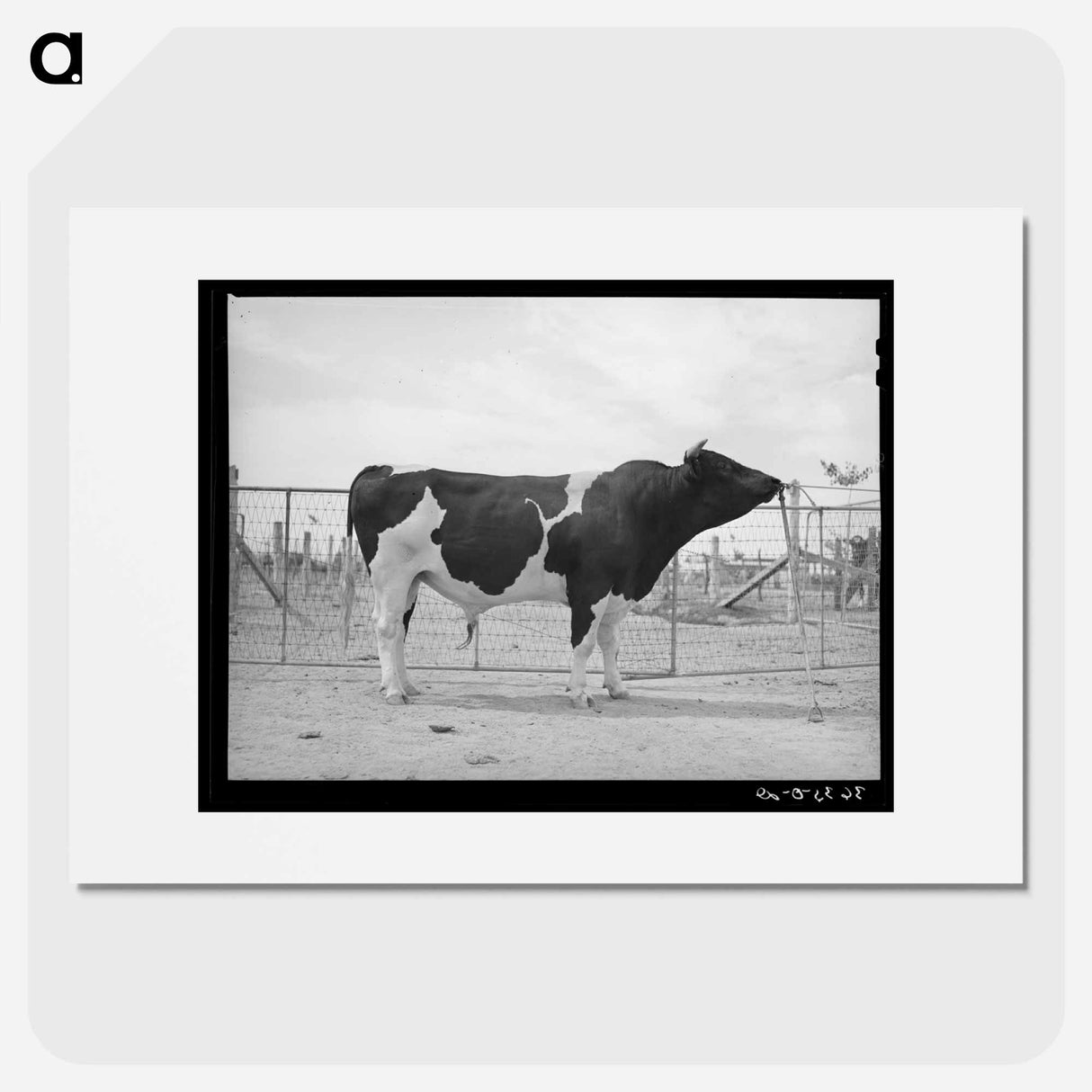 アートポスター-Casa Grande Herd Bull
- ラッセル リー Poster.