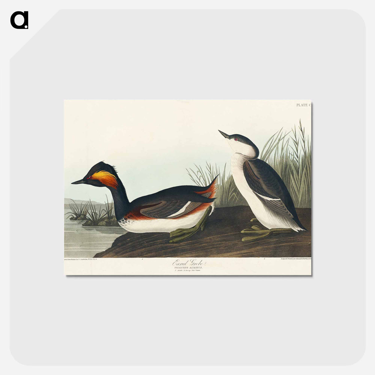 アートポストカード-Eared Grebe from Birds of America
- アメリカの鳥たち Postcard.