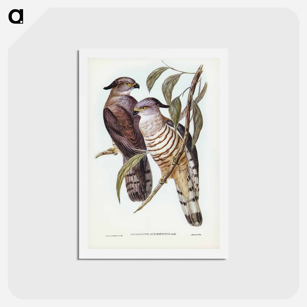 アートポストカード-Crested Hawk
- ジョン グールド Postcard.